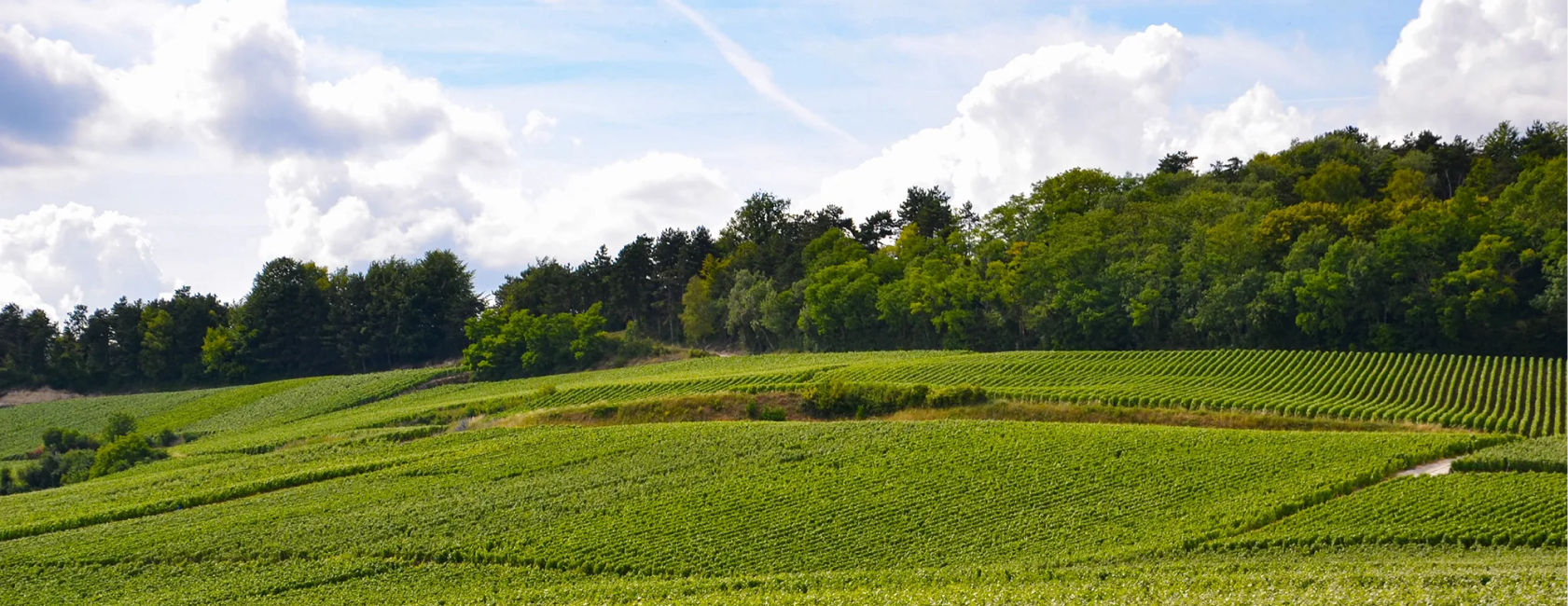 Champagne Minière F&R
