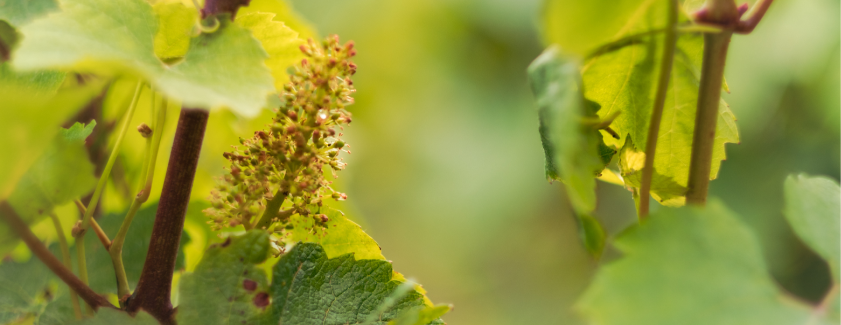 Champagne Minière F&R