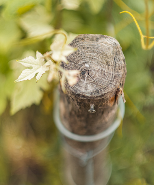 Champagne Minière F&R