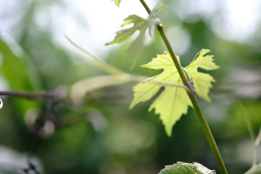 Champagne Minière F&R