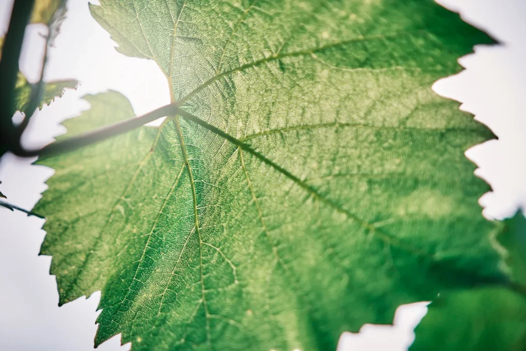 Champagne Minière F&R