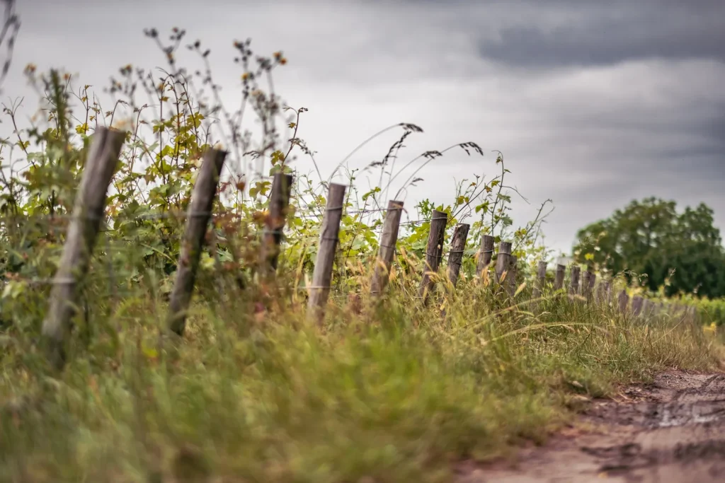 Champagne Minière F&R